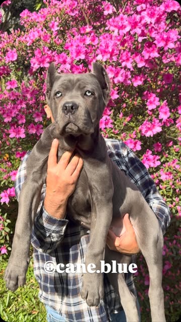 Young Cane Corso in a flowering garden