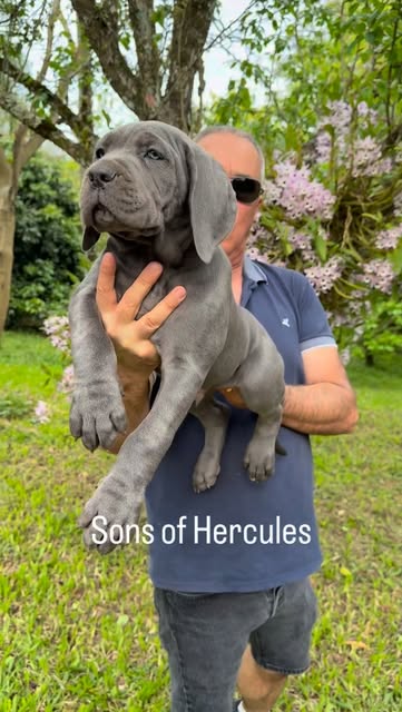Cane Corso puppy held outdoors