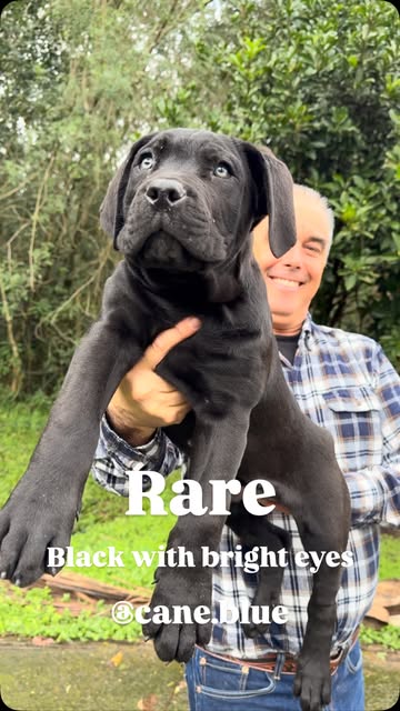 Black Cane Corso puppy outdoors