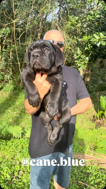 Black Cane Corso puppy held outdoors