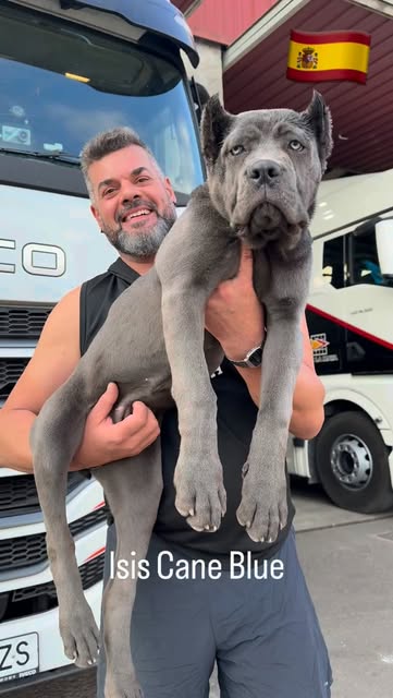 Young Cane Corso held beside a vehicle