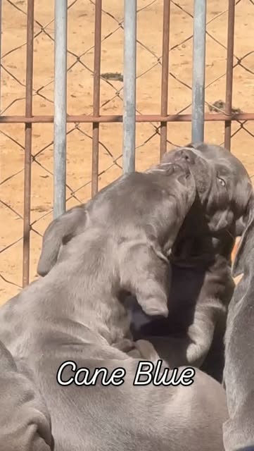 Cane Corso featured by Cane Blue