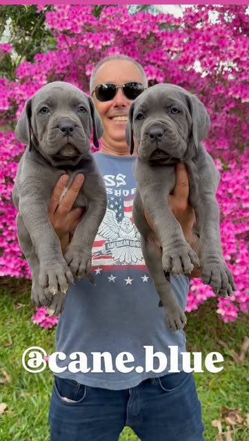 Two Cane Corso puppies outdoors